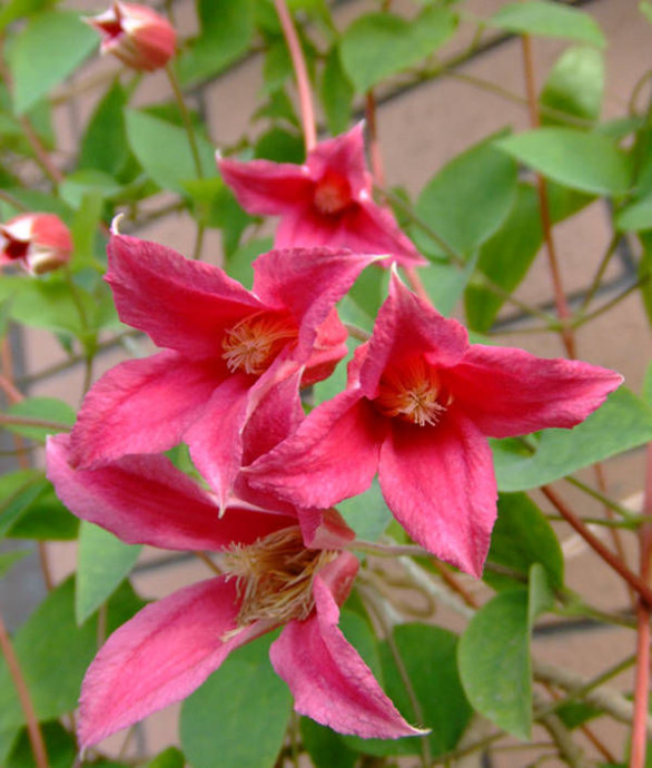 哪位"公主"能入您的眼呢?花草界"公主"大比拼,走起!