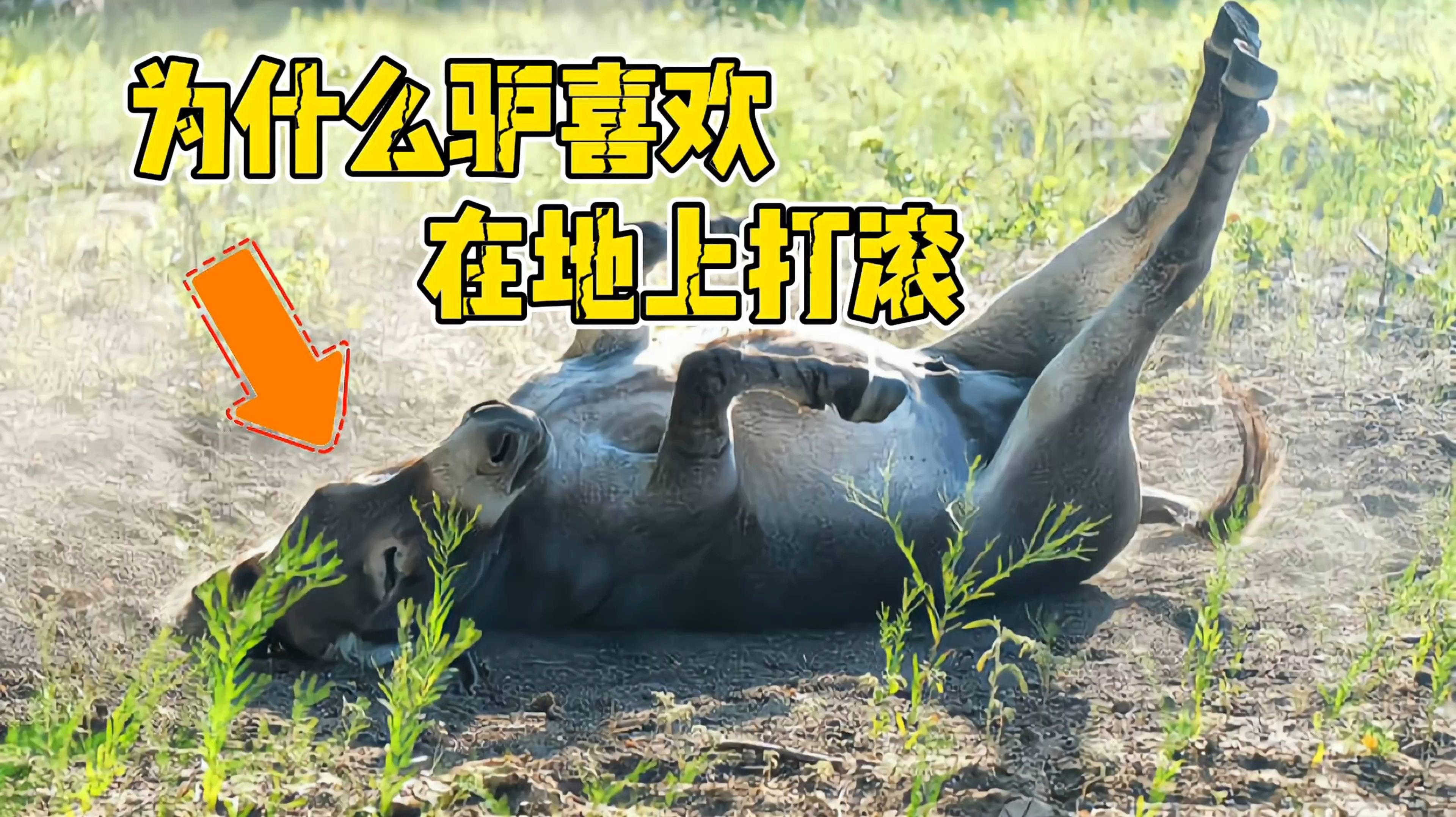 你见过这个真正的驴打滚吗?
