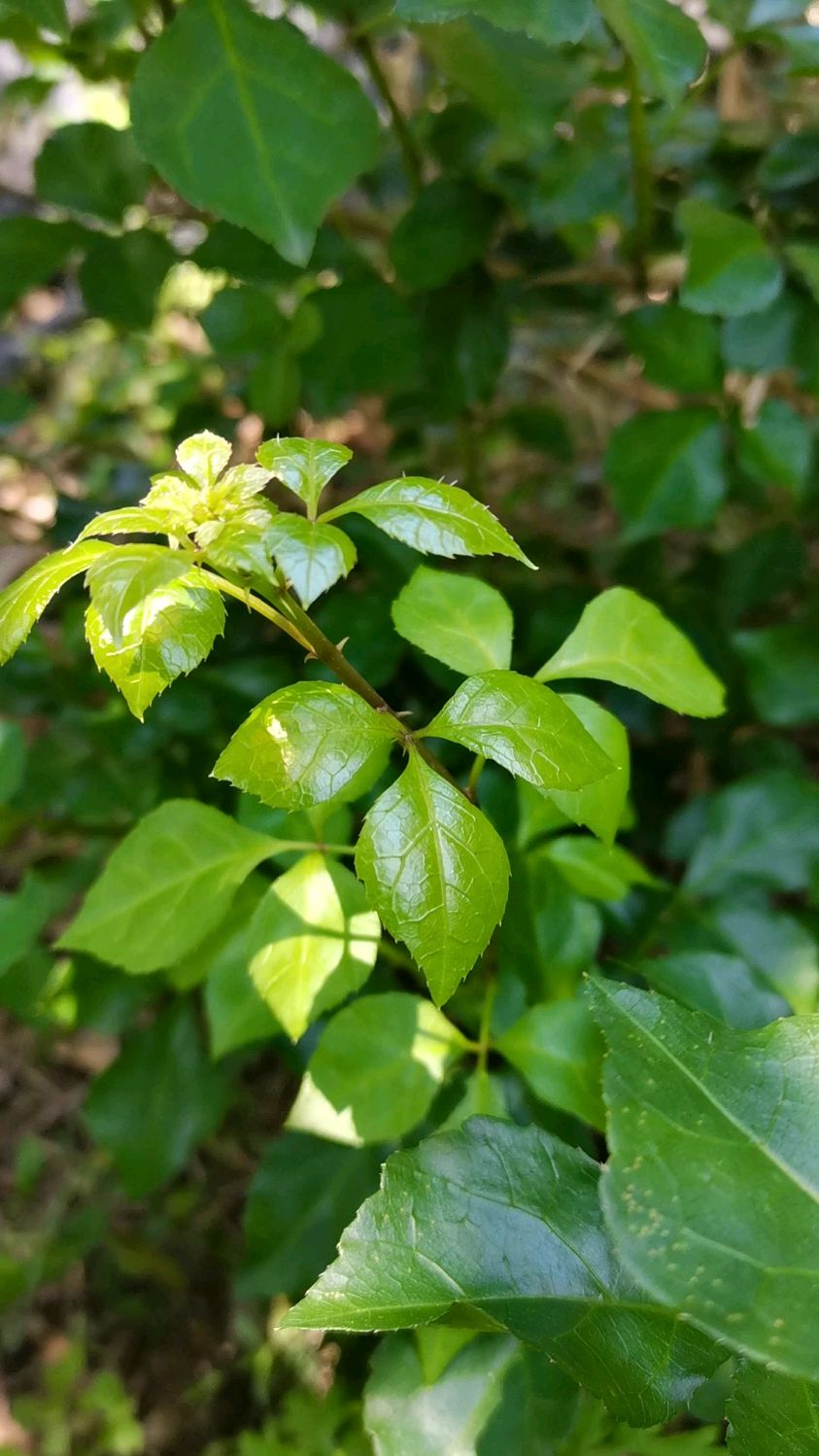 三加皮是一种很好的草药