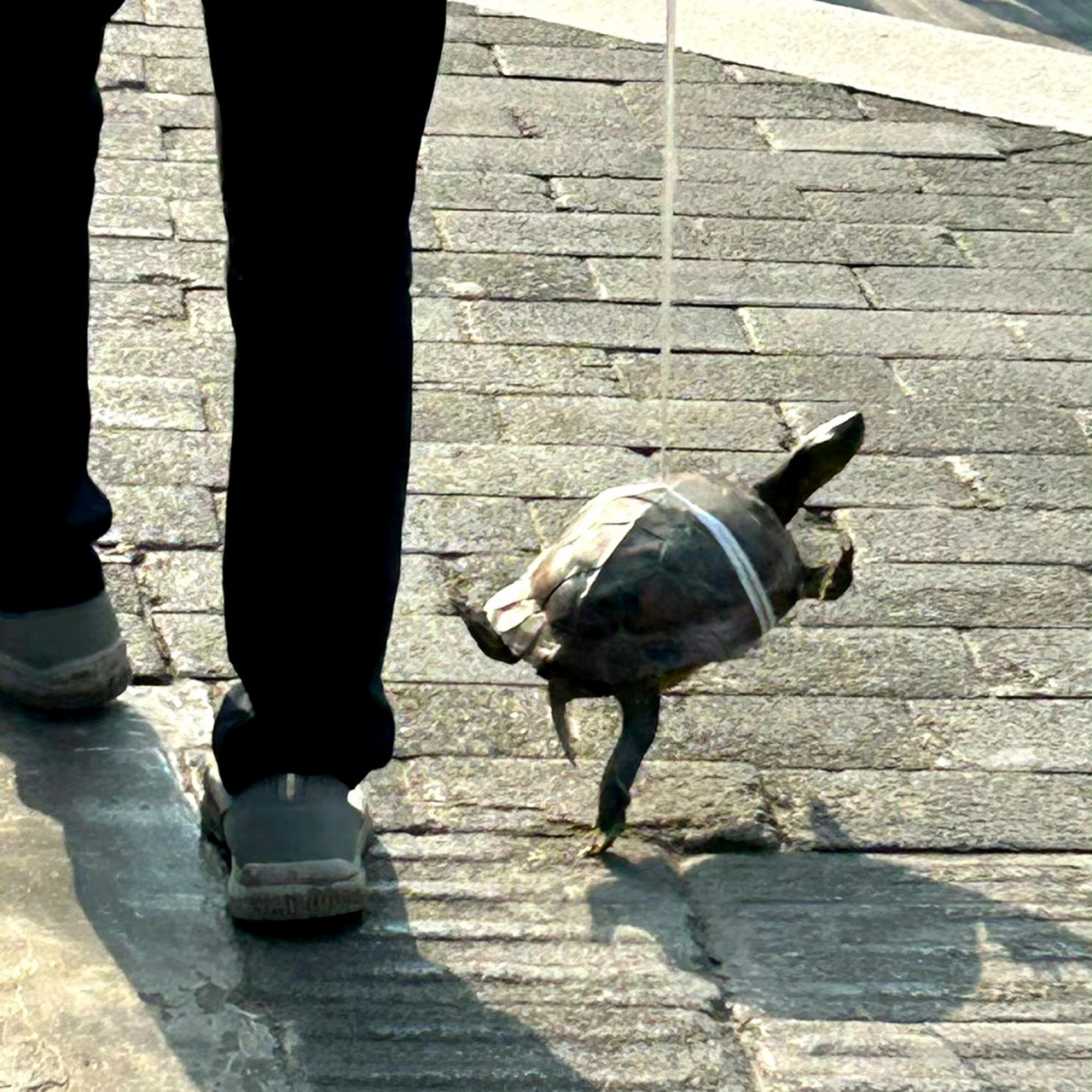 遛乌龟第一次见[鼓掌][笑哭]