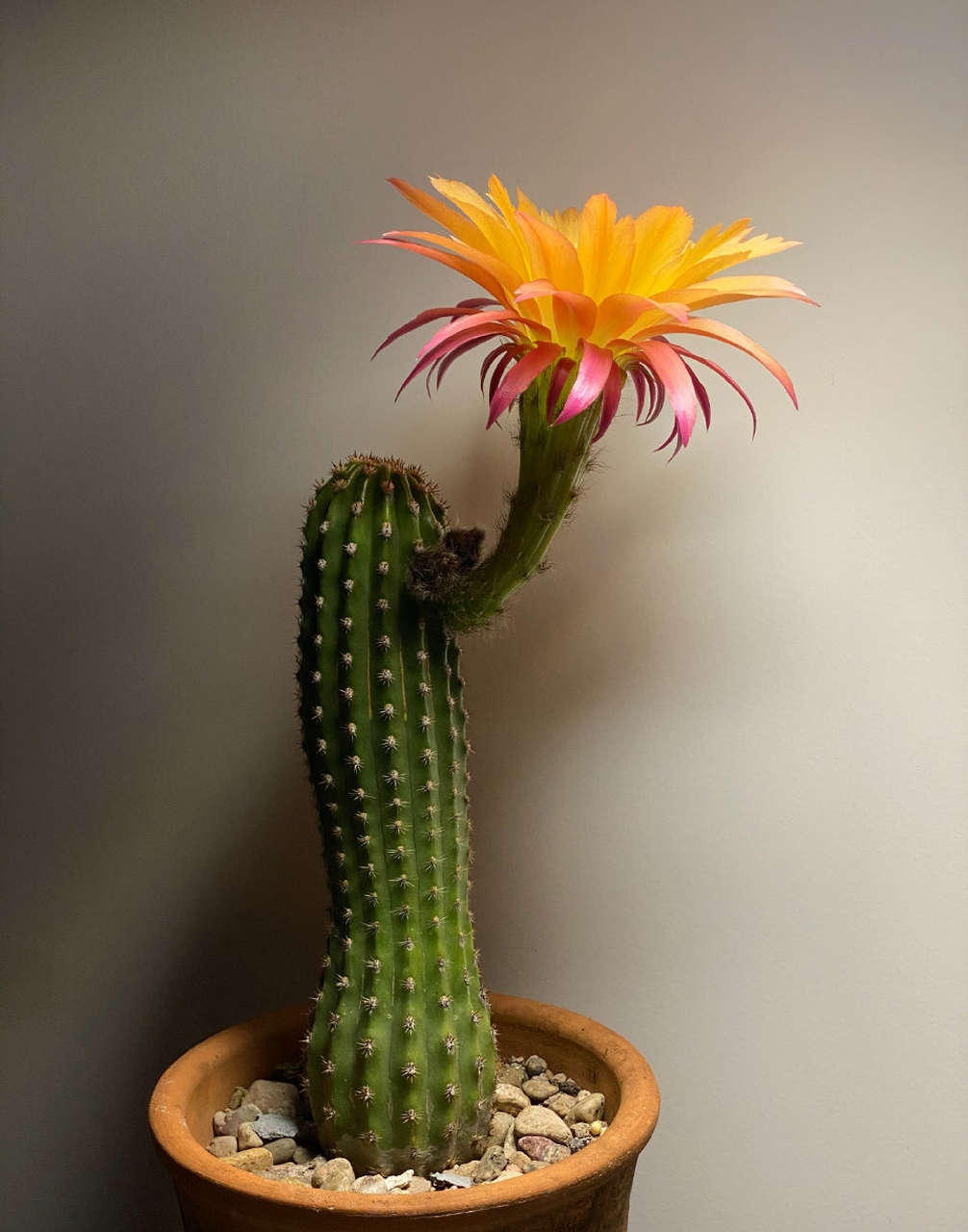 特别的花形,漂亮的复色 毛花柱,超级杏 这名字是说它像熟透的杏梅么?