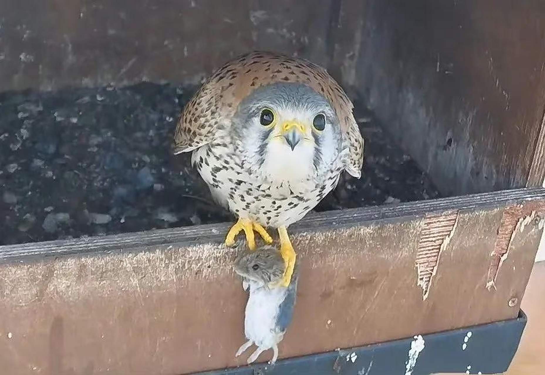 猫头鹰抓了只老鼠,怎么看两只都像人畜无害的小可爱,样子也呆萌呆萌的