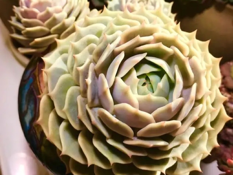 多肉植物当中的三胞胎:丽娜莲,露西娜和露娜莲,该如何区分呢?