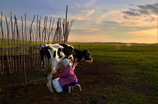 草原之上,跟着牧场阿姨学制奶茶