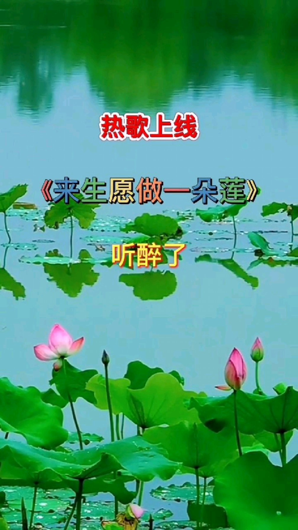 《来生愿做一朵莲》景美歌甜,舒心养眼.