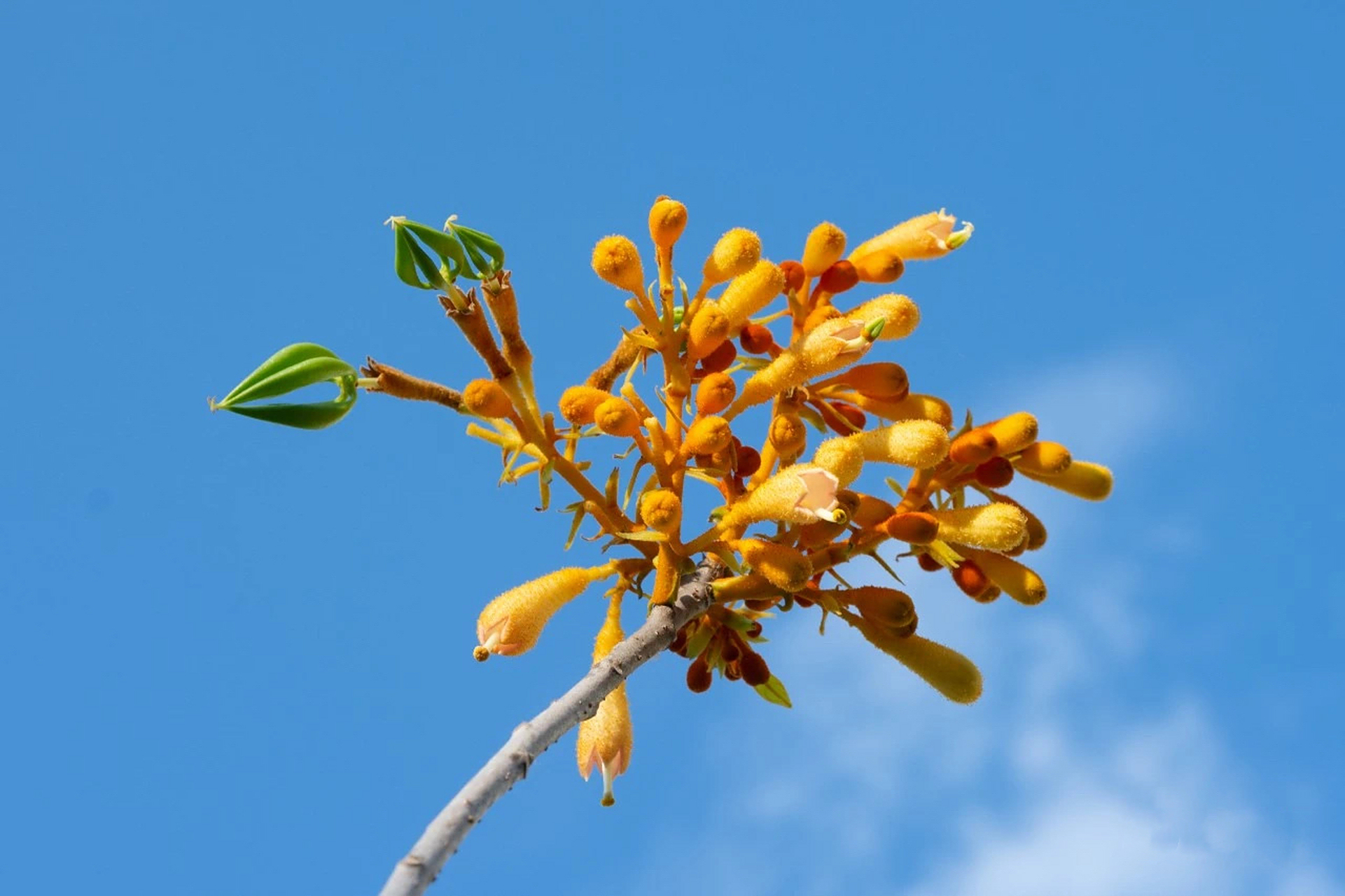 广西火桐,国家一级保护植物,是备受关注的珍稀濒危植物.