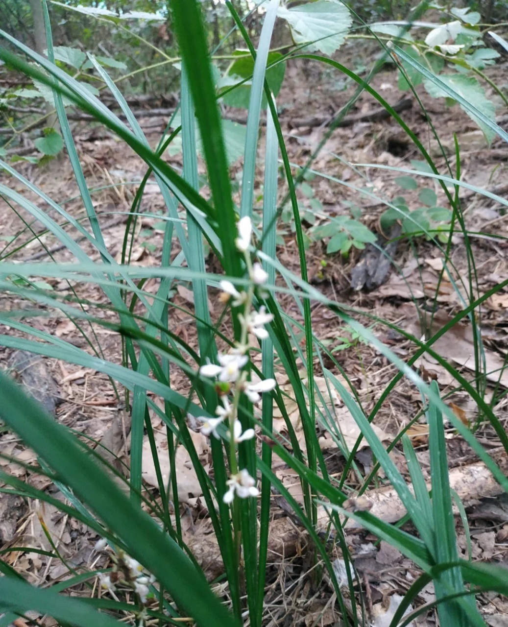 野外碰到这个别乱挖,小心牢底坐穿