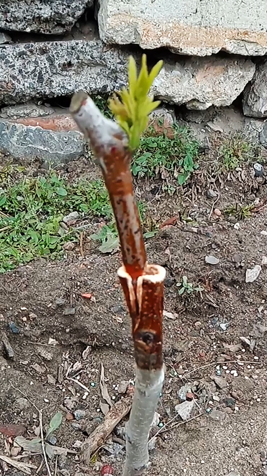嫁接30天的枣树揭膜看看愈合情况