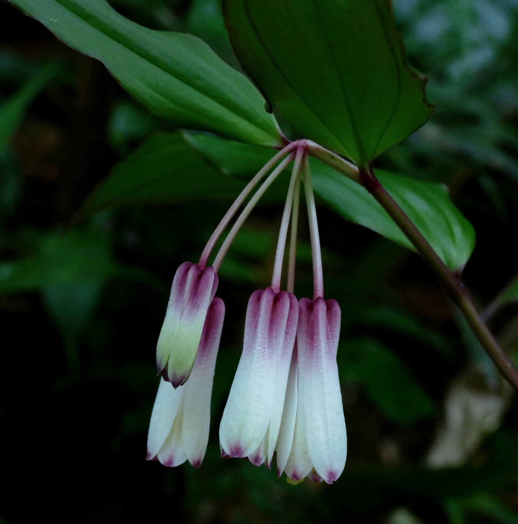 长得像黄精,俗称"百根药",又叫"止咳草",药用营养价值都高