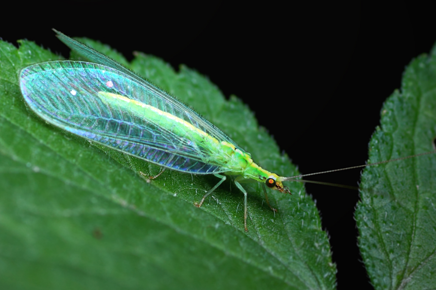 夏天常见的绿色飞虫图片
