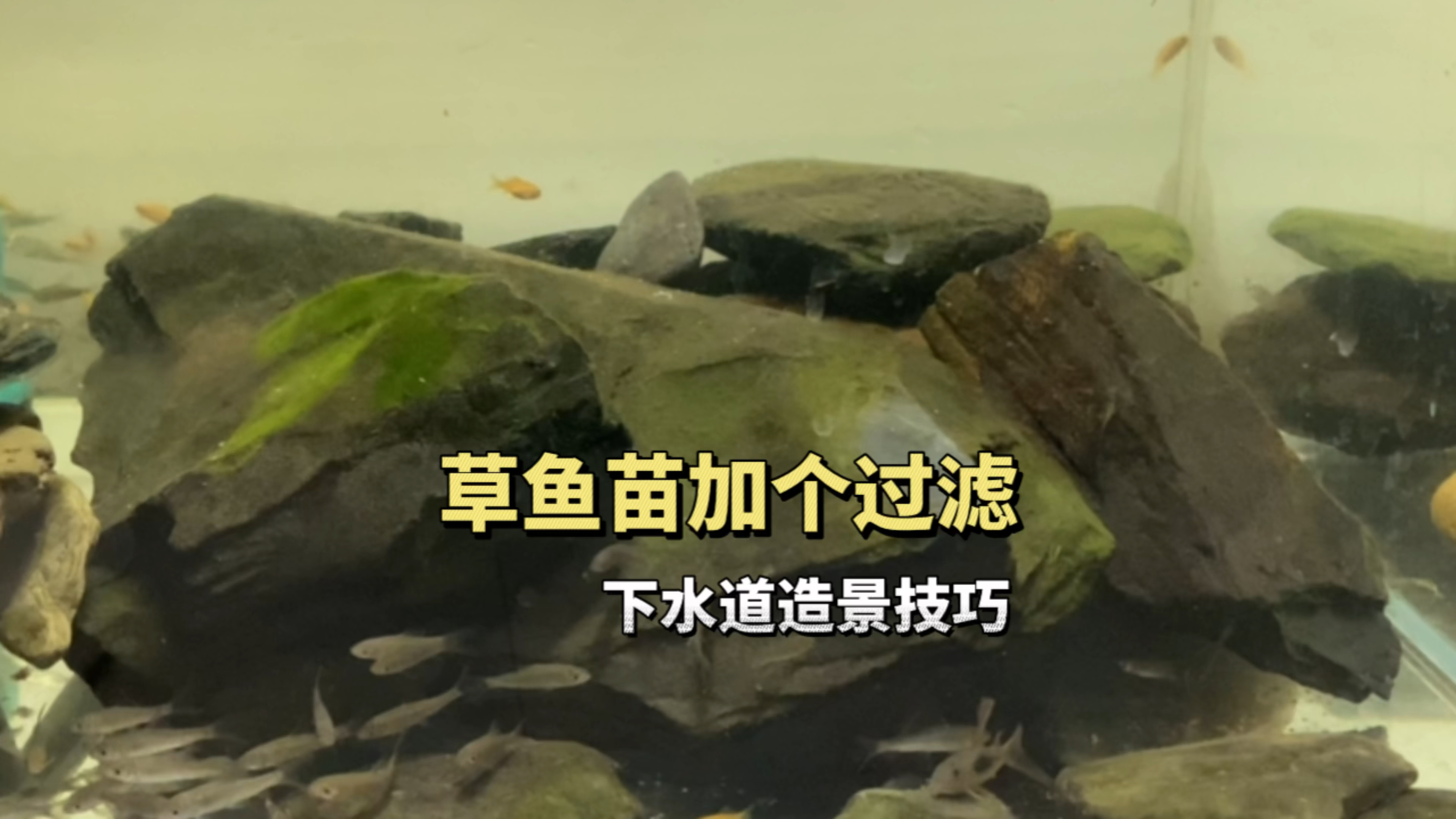给草鱼加个过滤系统,下水道造景好不好看