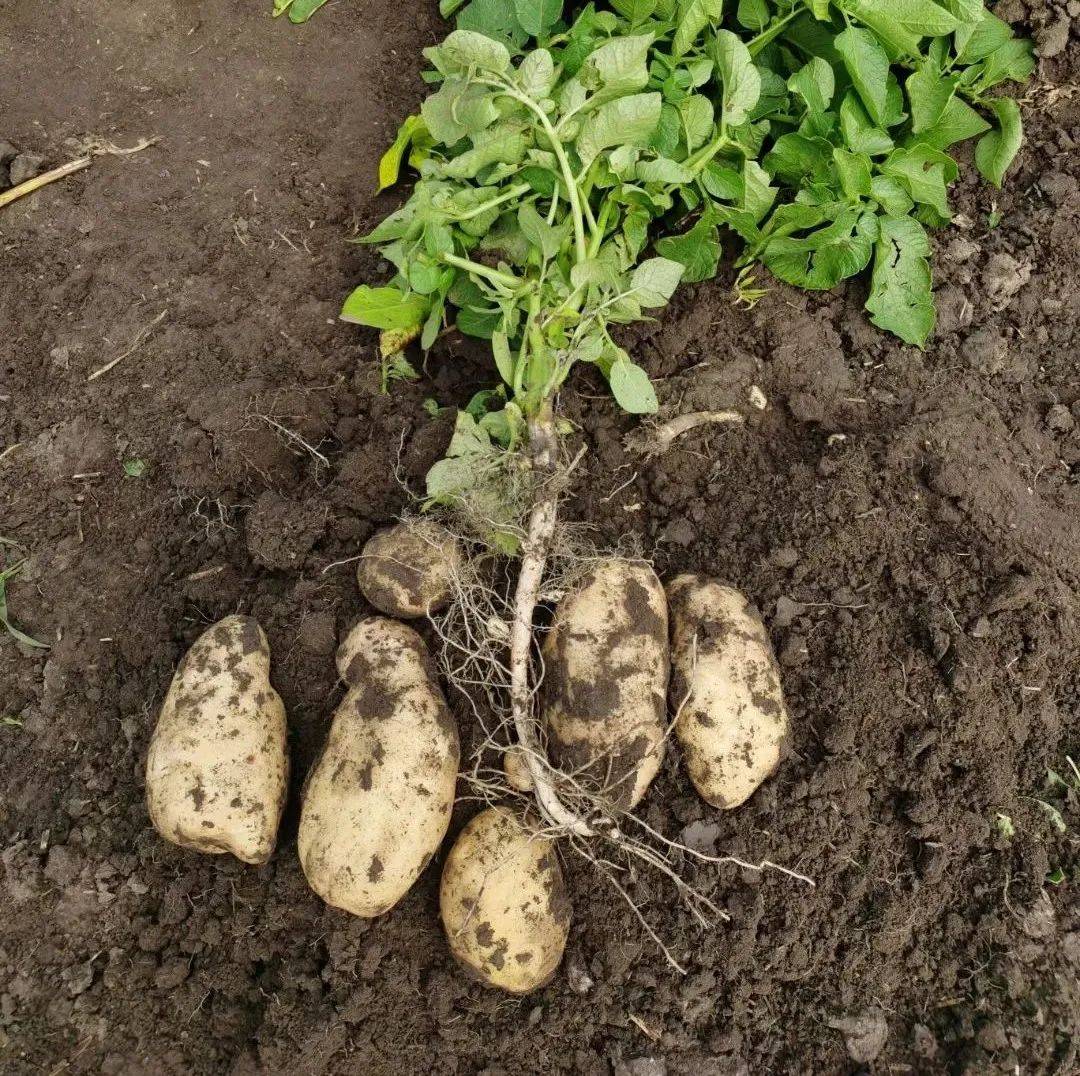 必须知道的马铃薯种植技巧及最佳时间