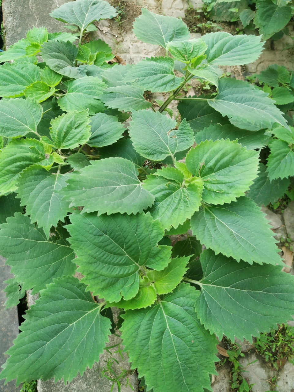 防风草药用图片