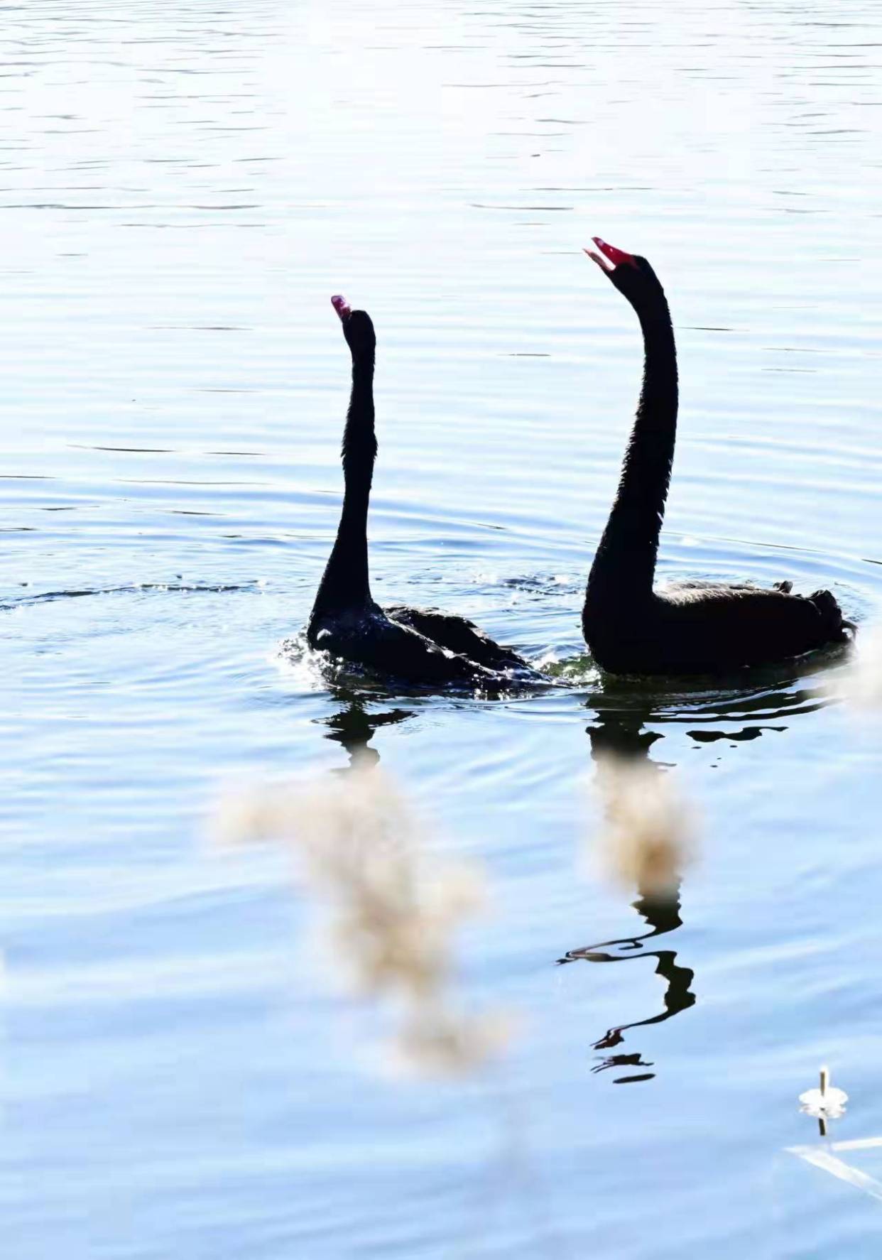 圆明园黑天鹅湖中起舞姿态优雅惹人醉!