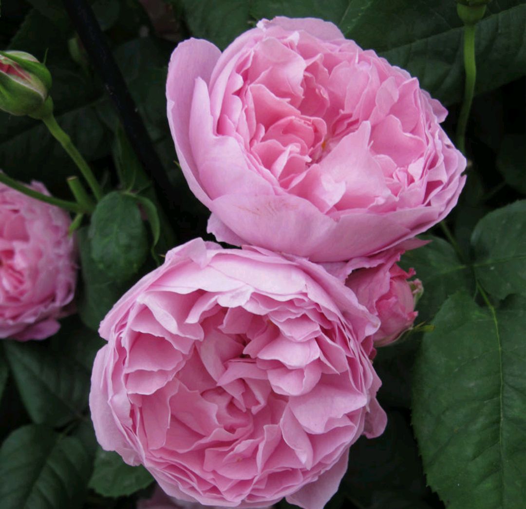 「耐热耐阴抗病」玛丽玫瑰(mary rose)