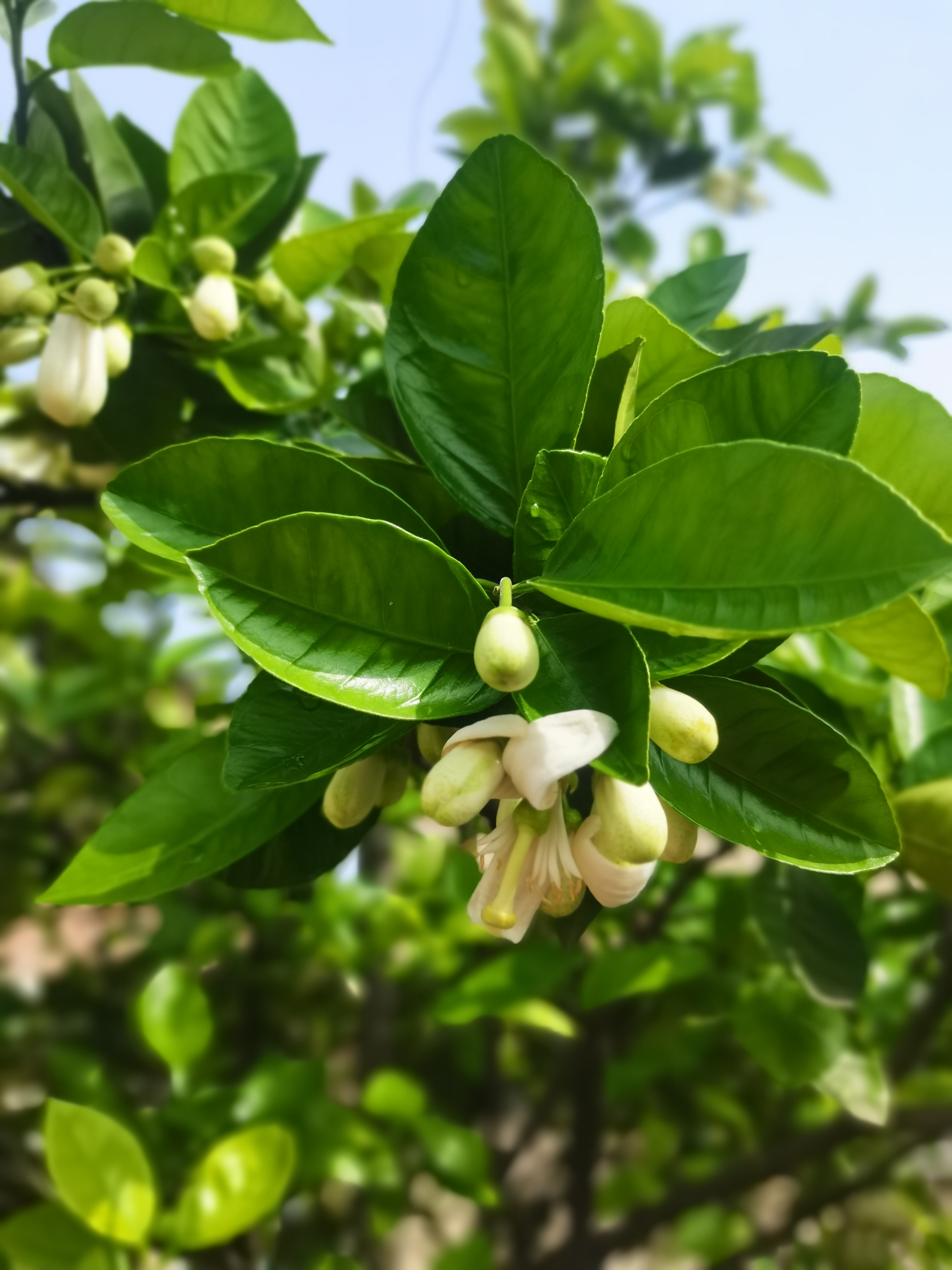 充能柚子开花后图片