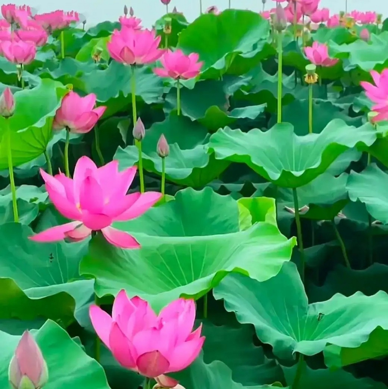 今见.美美和和90好运连连90荷花盛开清风徐来909090