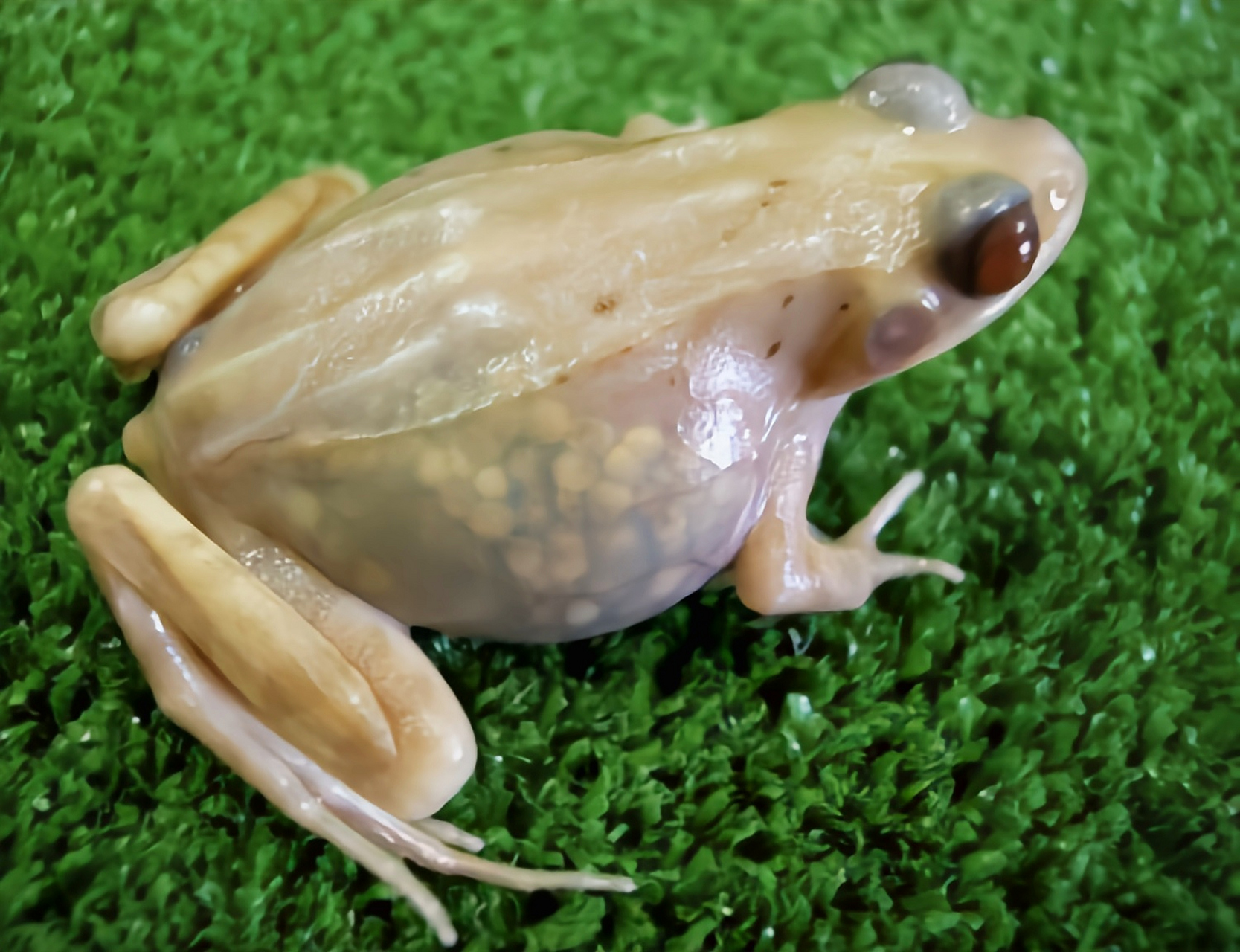 每天认识一种动物——全透明青蛙 全透明青蛙原产于委内瑞拉是玻璃蛙