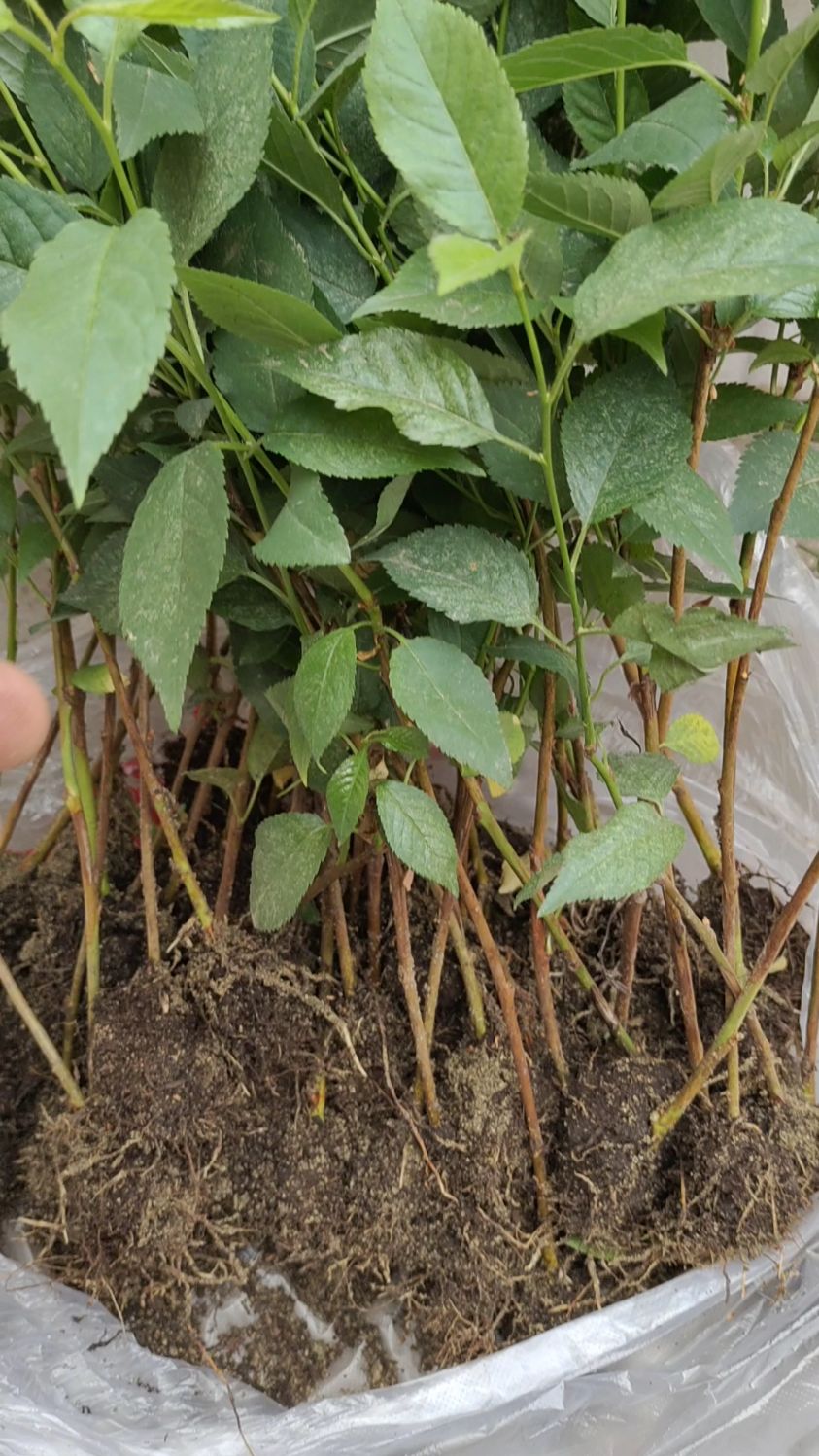 k5砧木苗,抗寒,抗旱,嫁接大樱桃树势强,根系发达!-度小视