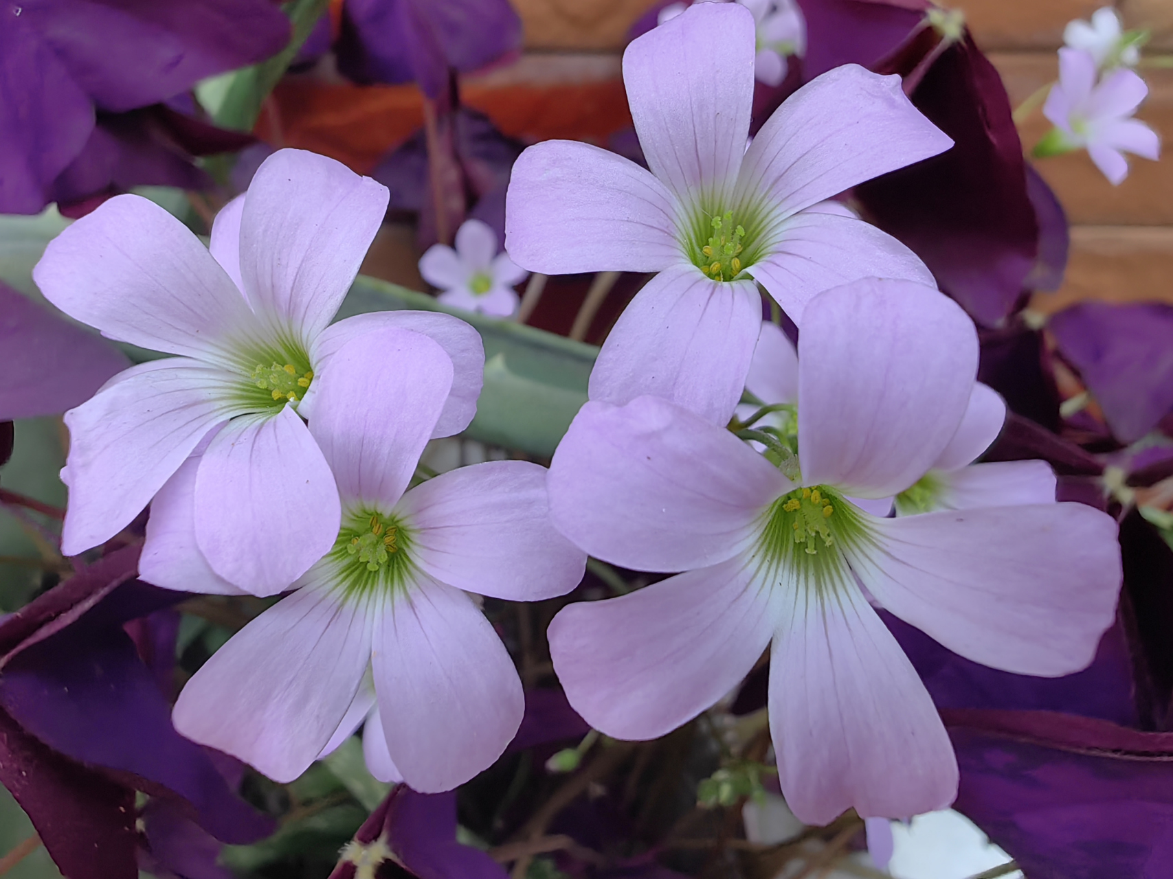 谷雨至,春将尽,夏将至. 墙角的紫叶草正在悄然开放