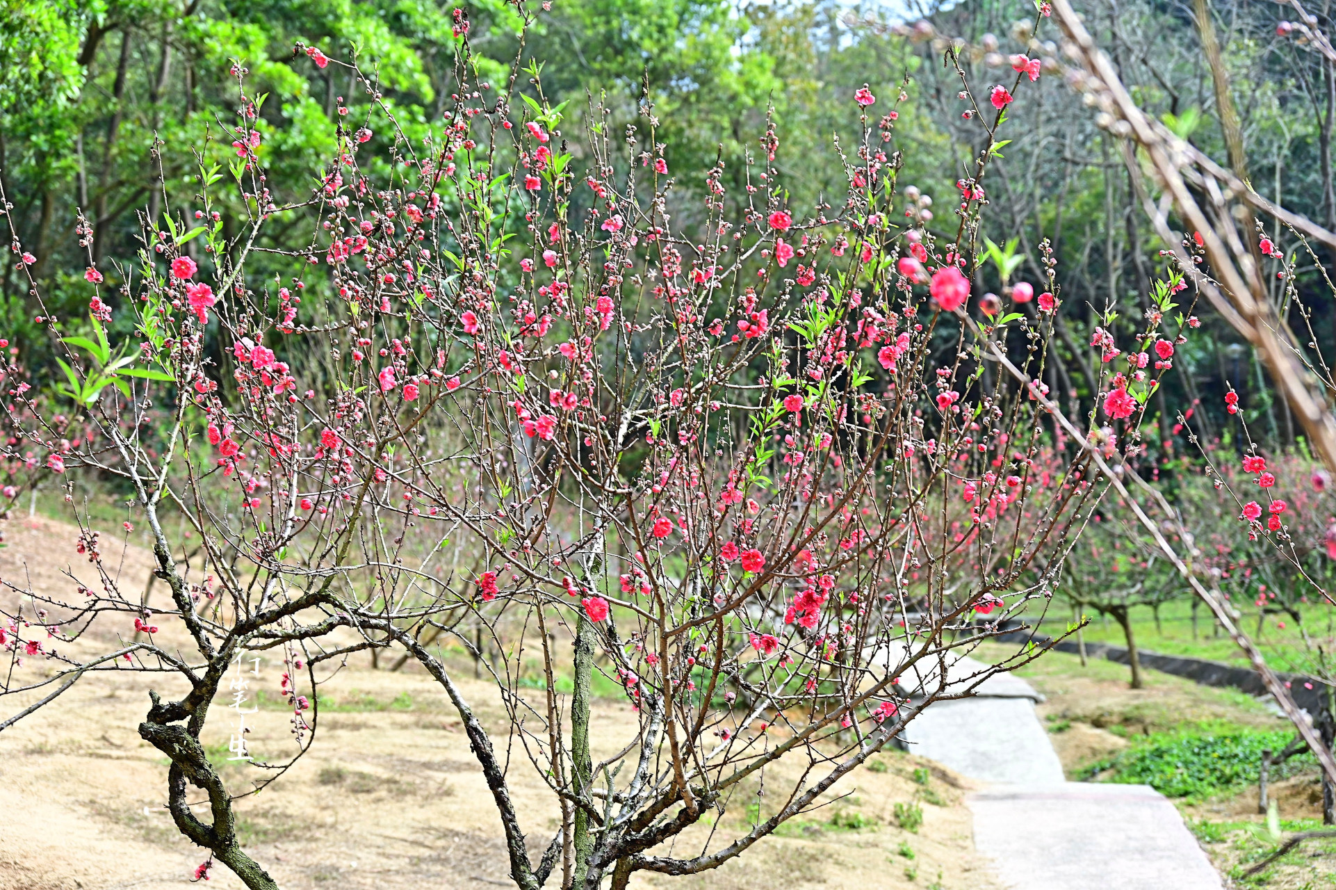初春二月,一起来中山市树木园欣赏桃花吧!