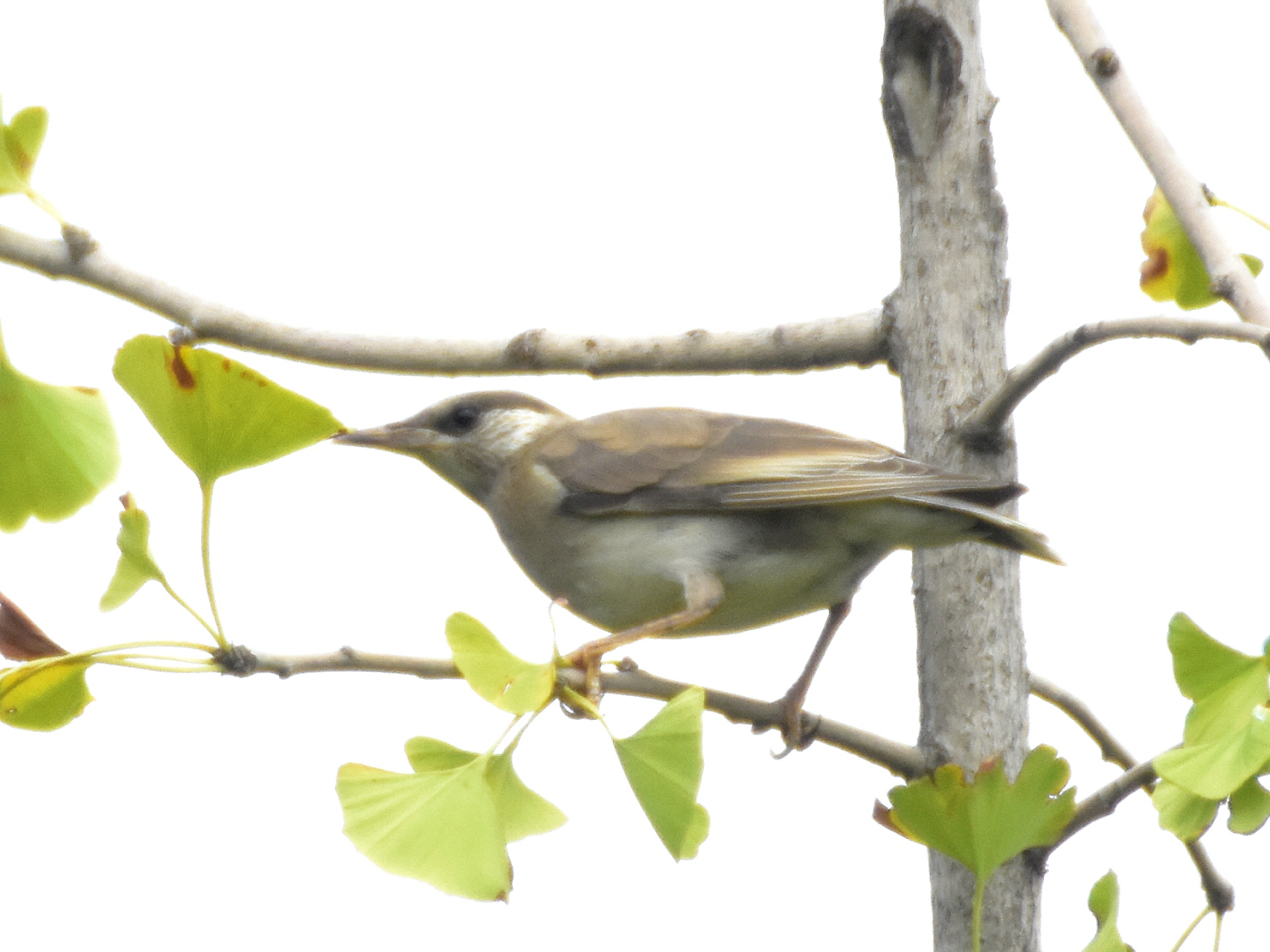灰椋鸟,北方的一种留鸟.