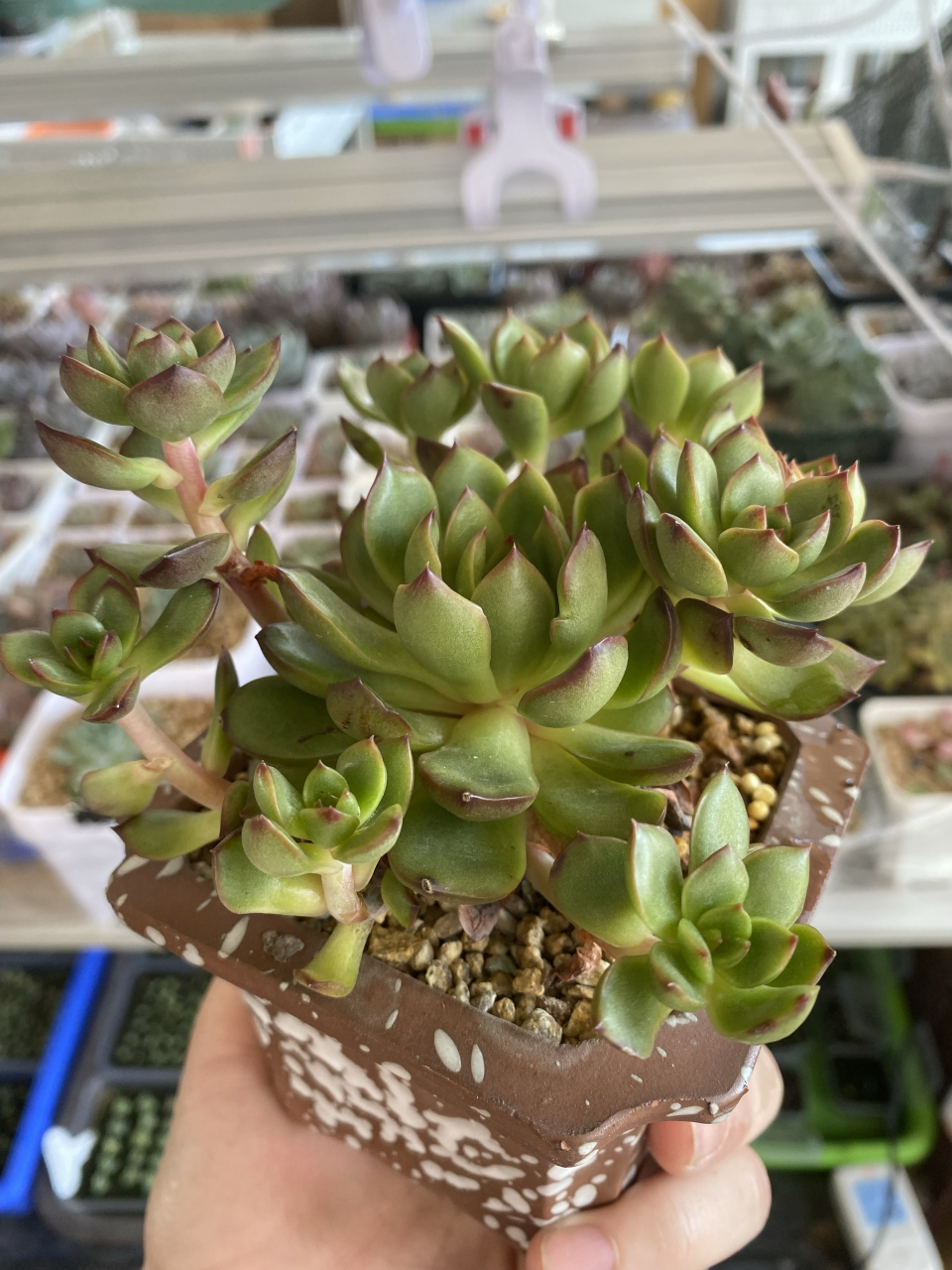 9米买的一颗单头保利安娜多肉,爆了一堆的侧芽,夏天挂遮阳网徒了不过