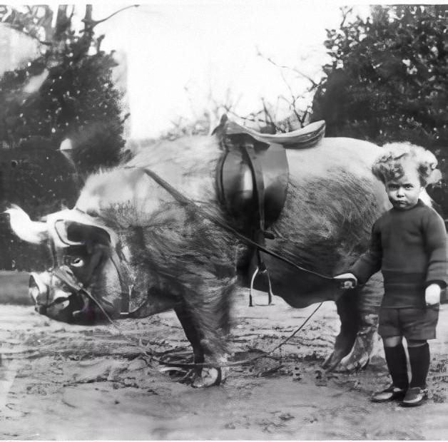 惊奇老照片:历史上那些不可思议的奇葩人与稀奇古怪的事