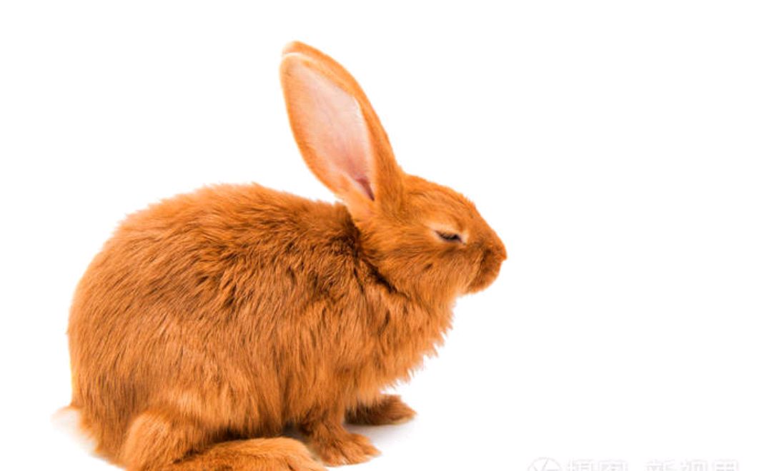 兔年说兔:中国古代作为祥瑞的白兔和赤兔