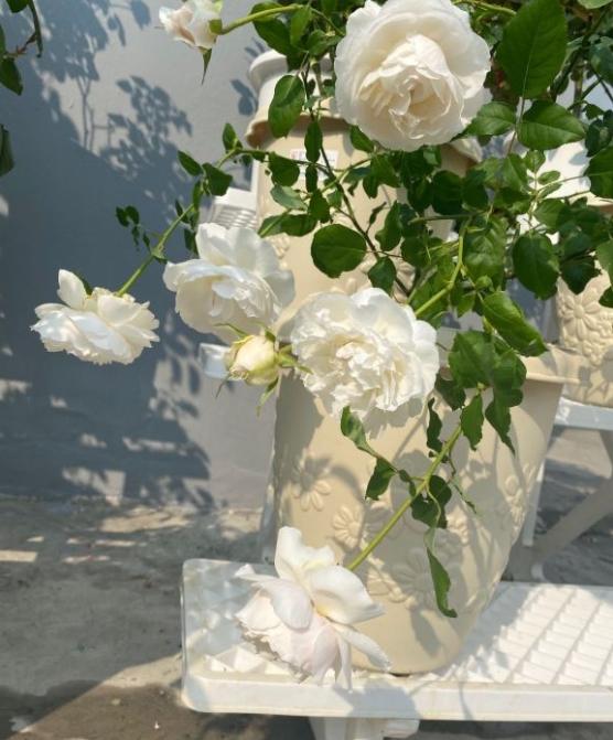 藤本月季的种植和修剪,枝条顶部的芽要抹一些吗?