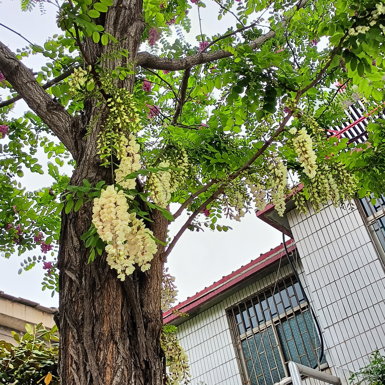 开了满树的红色的槐花,只有几枝白色的槐花,一棵槐树竟然可以开出两种