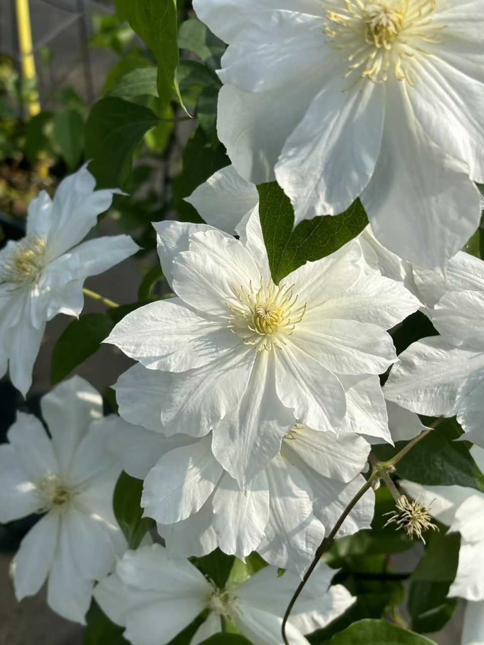 仙气飘飘的白色铁线莲"伊萨哥" 5-6月开重瓣花,夏季开半重瓣花.