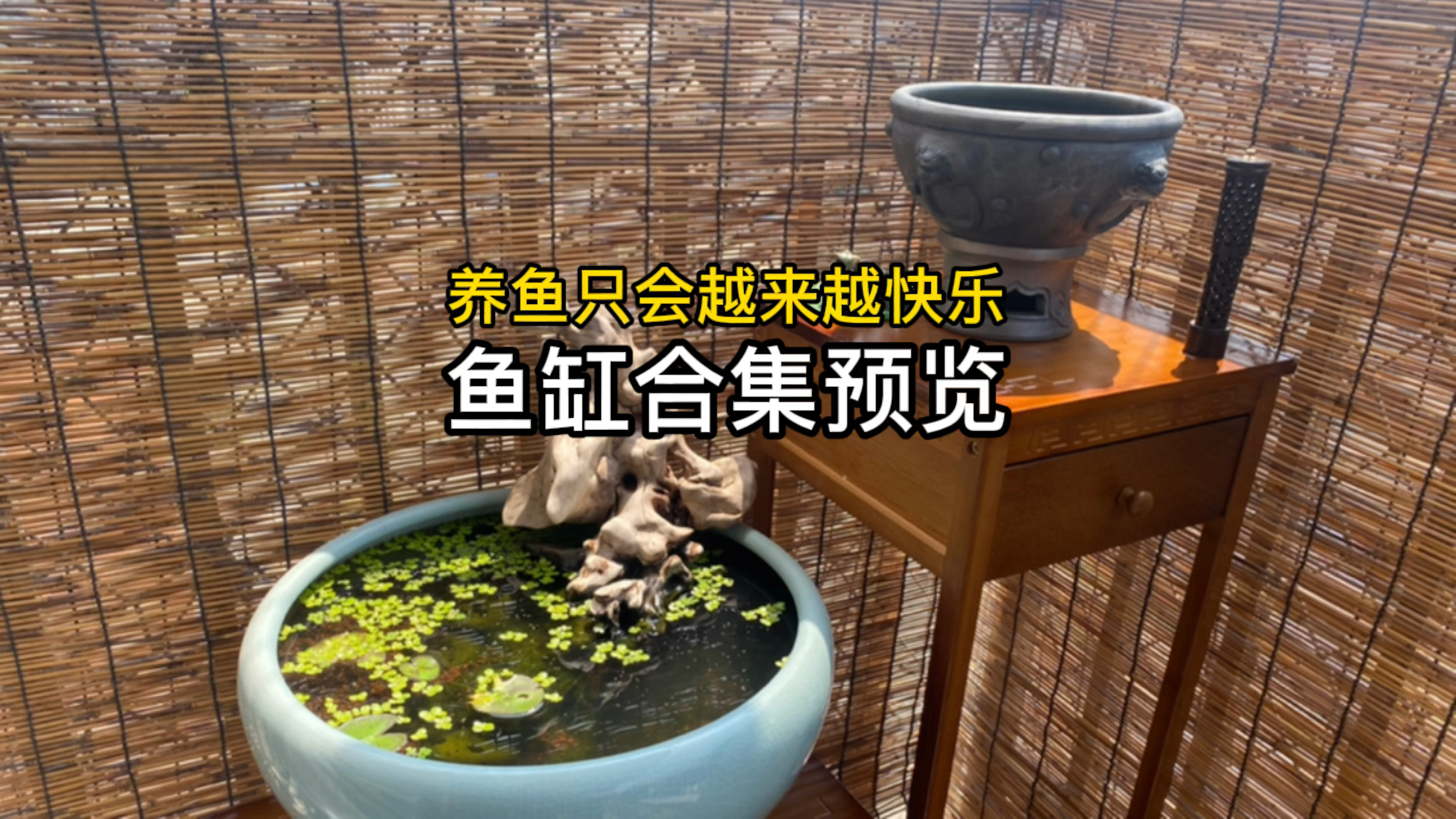 养鱼养龟只会越来越快乐,鱼缸隔离预览