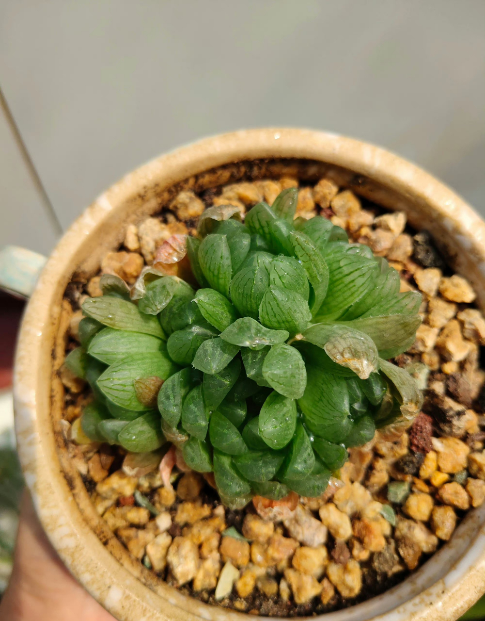 多肉十二卷  西山寿 毛玉露 黑肌玉露 雪花玉露 玉扇 樱水晶 阿寒湖