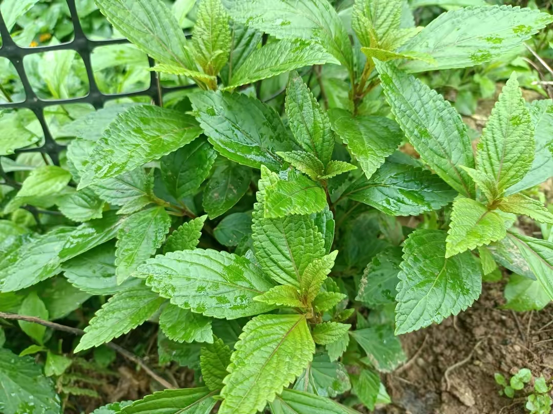 溪邊此野草,曾被農民嫌棄苦如黃連,竟不知是珍貴的