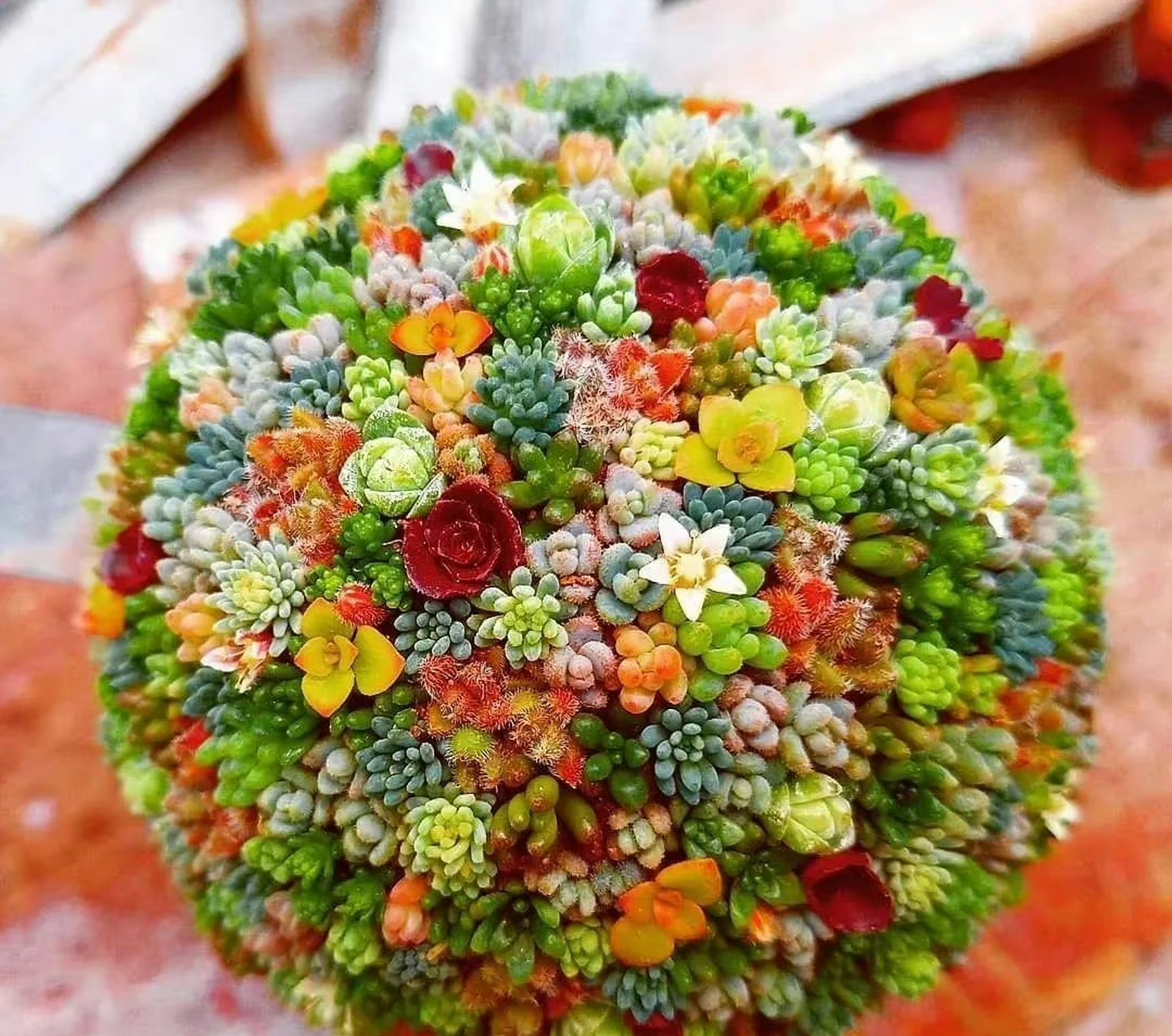 看看人家多肉植物爱好者打理的肉球球,简直太漂亮了! 67