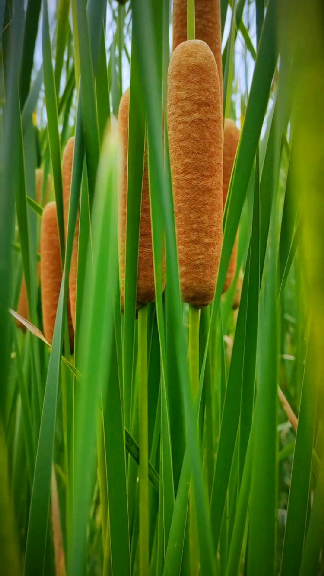 迷失在郑州双鹤湖公园的池塘里眼前大片菖蒲像是无数根琴弦在随着眼睛