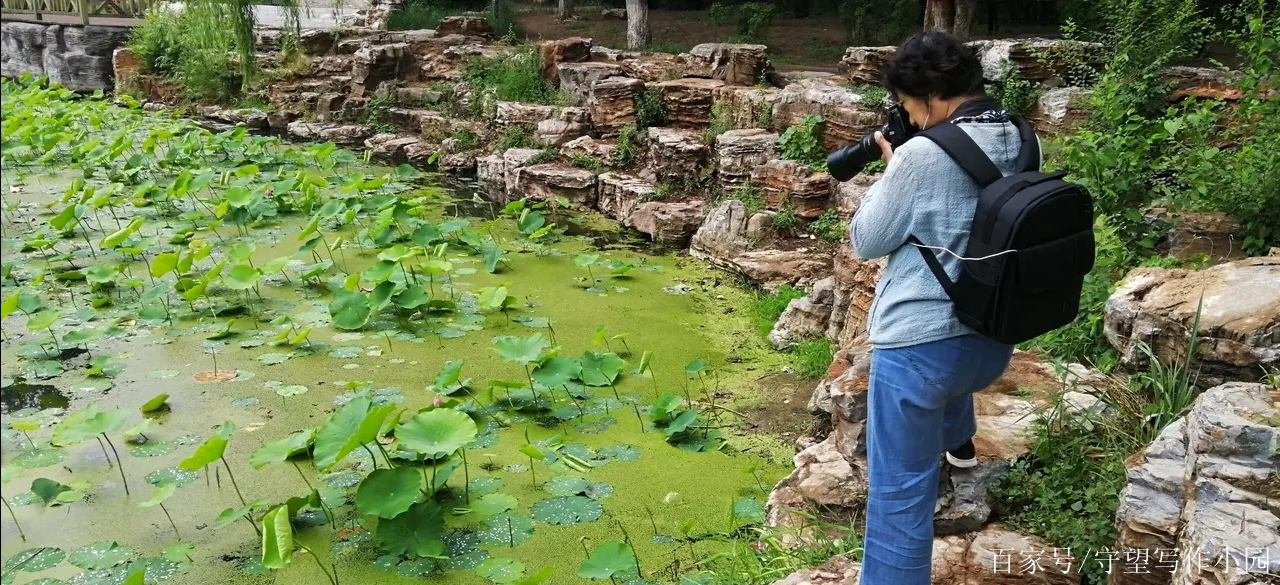 睡莲种苗种植基地地址查询