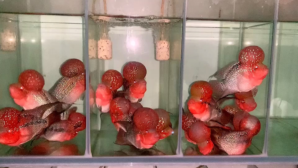 这么多大爆头罗汉鱼你们见过吗?