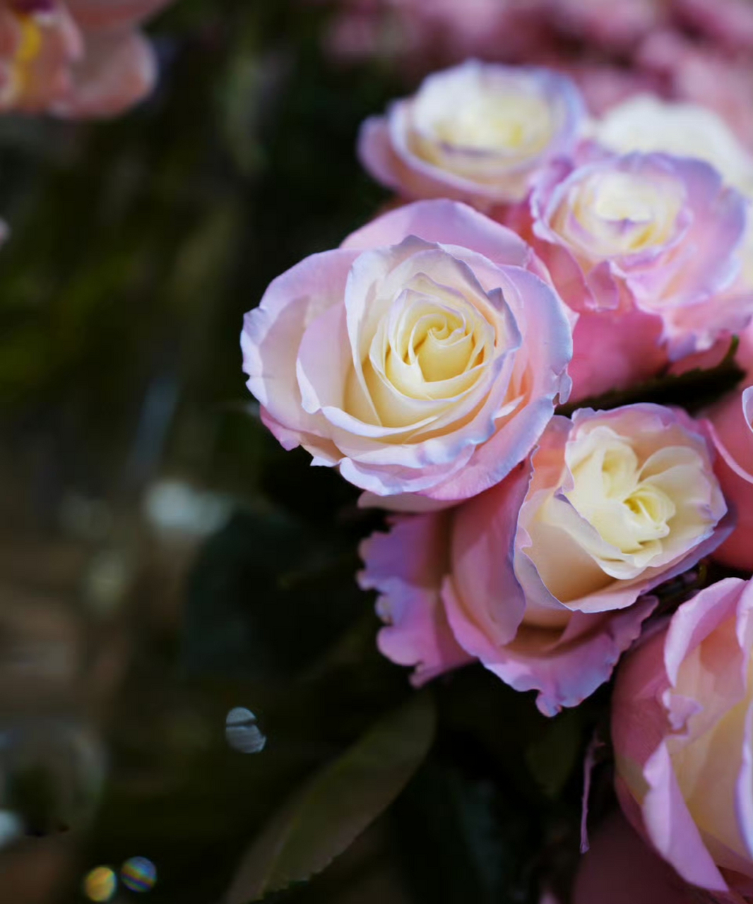 迎金秋购尽兴# 双色月季好美,国庆国庆,举国欢庆开心,吉祥,平安,如 