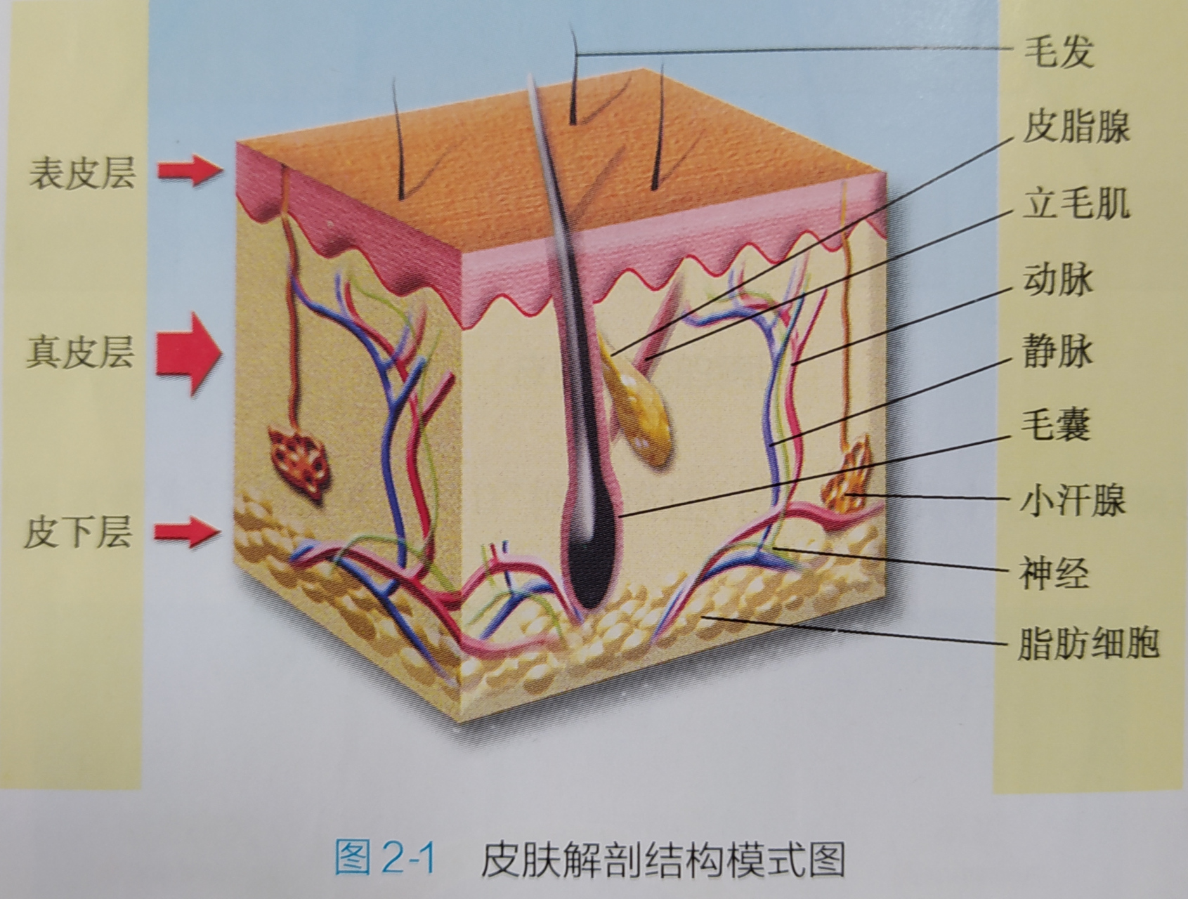 皮肤结缔组织结构图图片