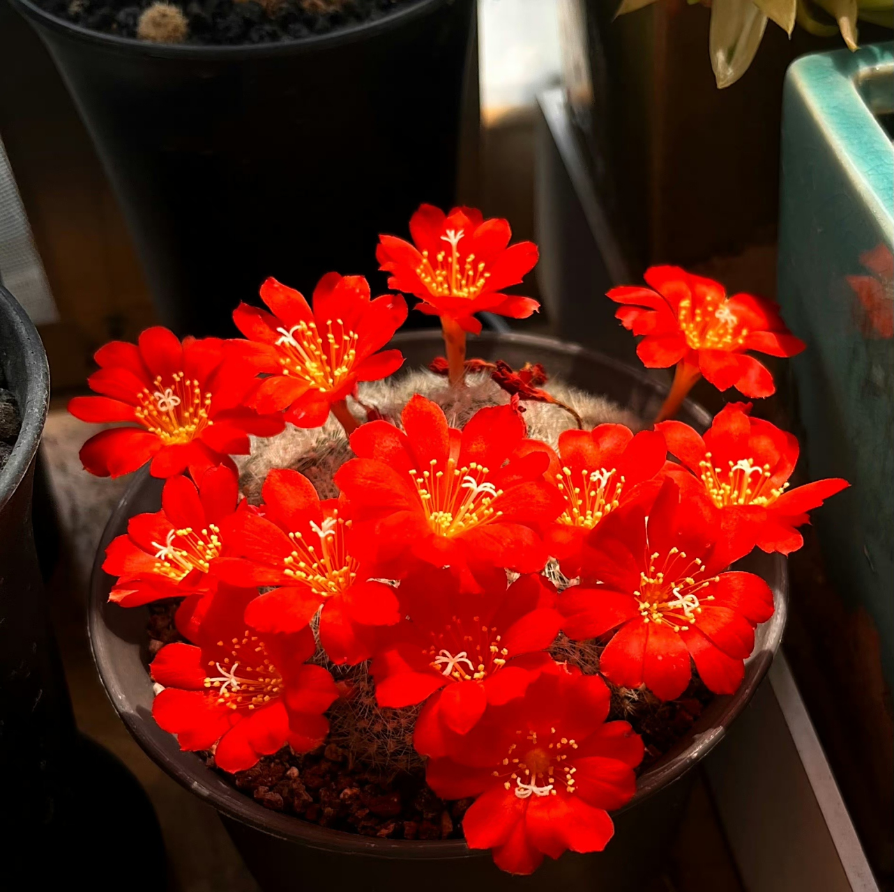 多肉仙人球球花事 结束在五月天的子孙球属(宝山,有沟宝山,中间丽花)