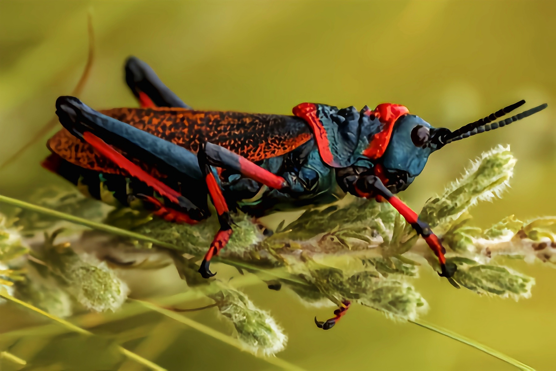南非泡沫蝗虫别名小山泡沫蚱蜢,原产于非洲南部,野生于热带干燥草原