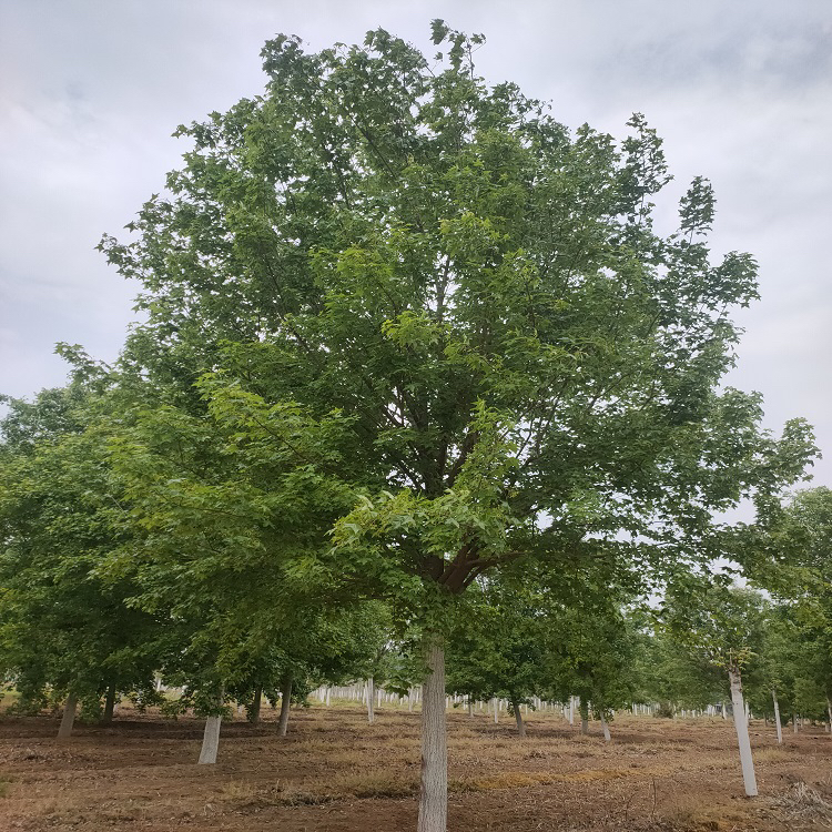 丛生元宝枫价格—元宝枫最新报价表—元宝枫多少钱—元宝枫树苗