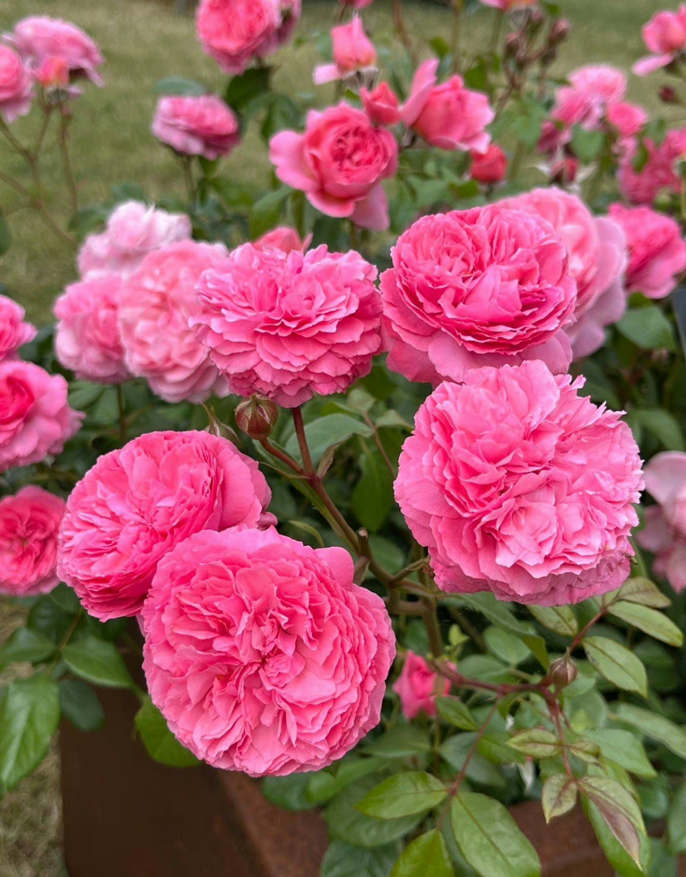 2023 da另一个新品种penelope lively 深粉,杯型,花朵中型大小,浓香