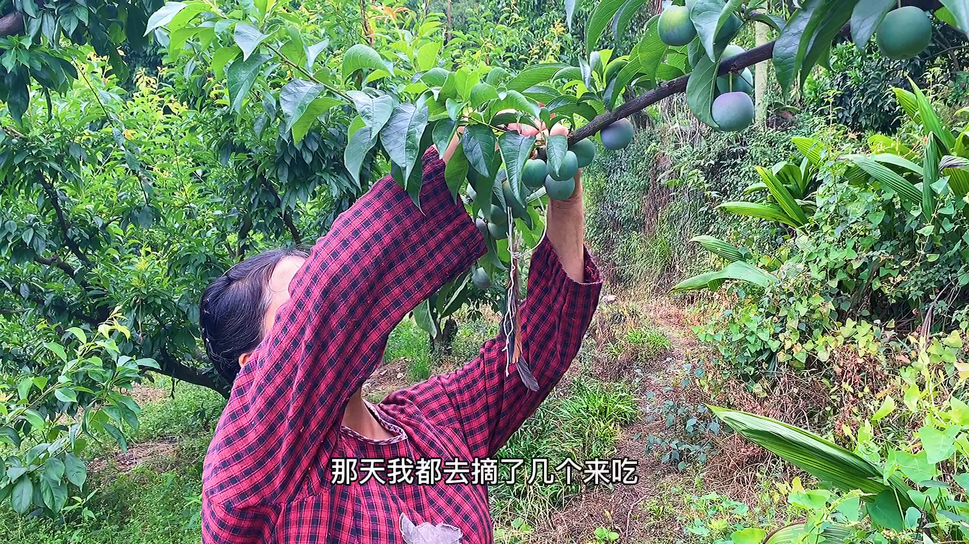 老妈去种黄豆,拿了鸡毛去挂在果树上,你们知道有什么用吗?