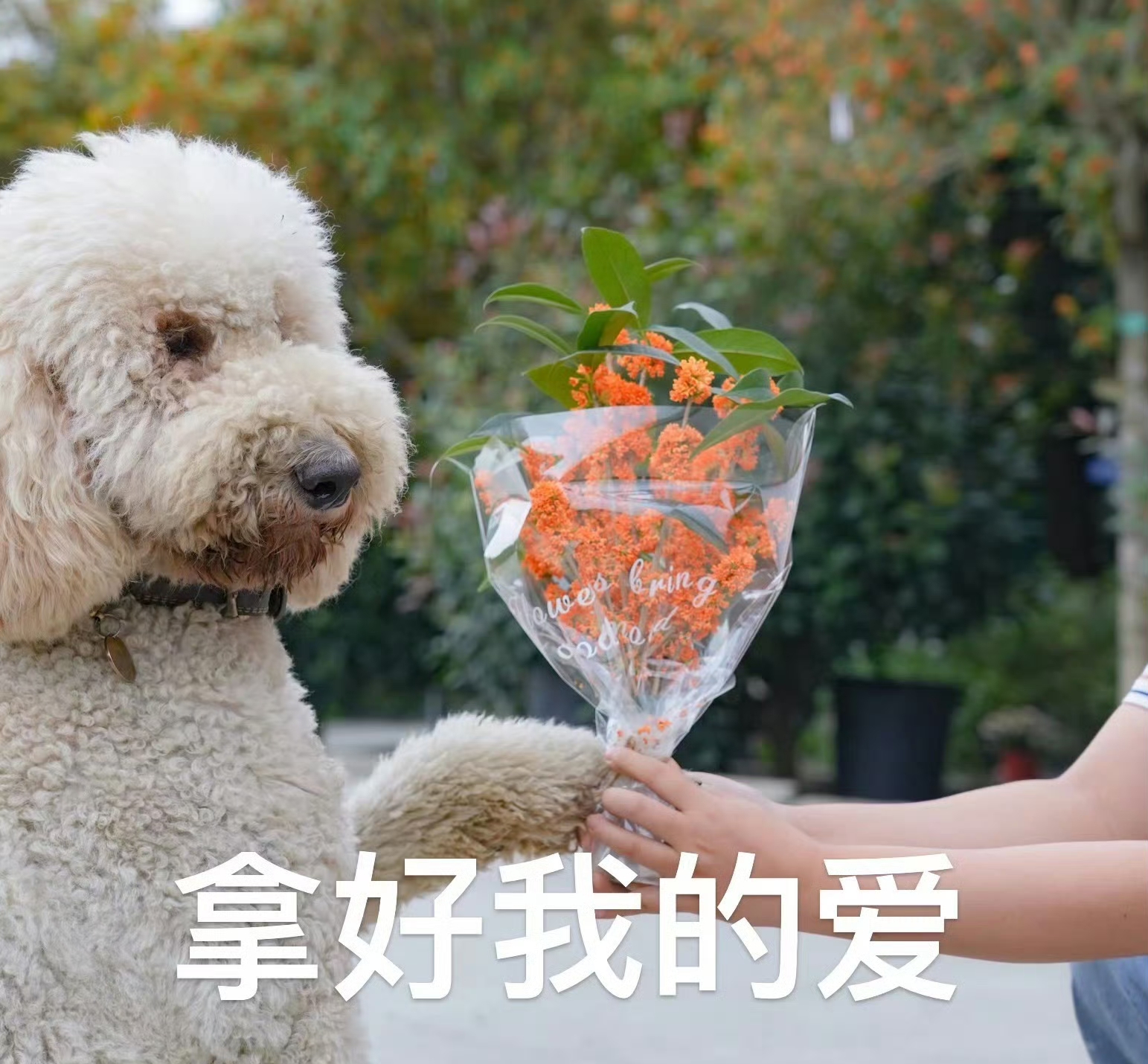 看亚运游杭州# #出行健咸鱼献花表情包