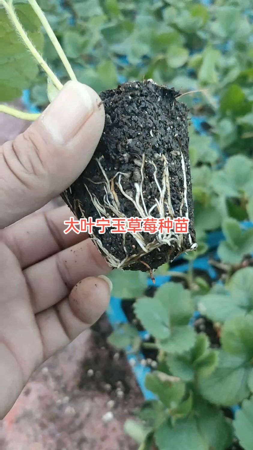 大叶宁玉草莓品种介绍图片