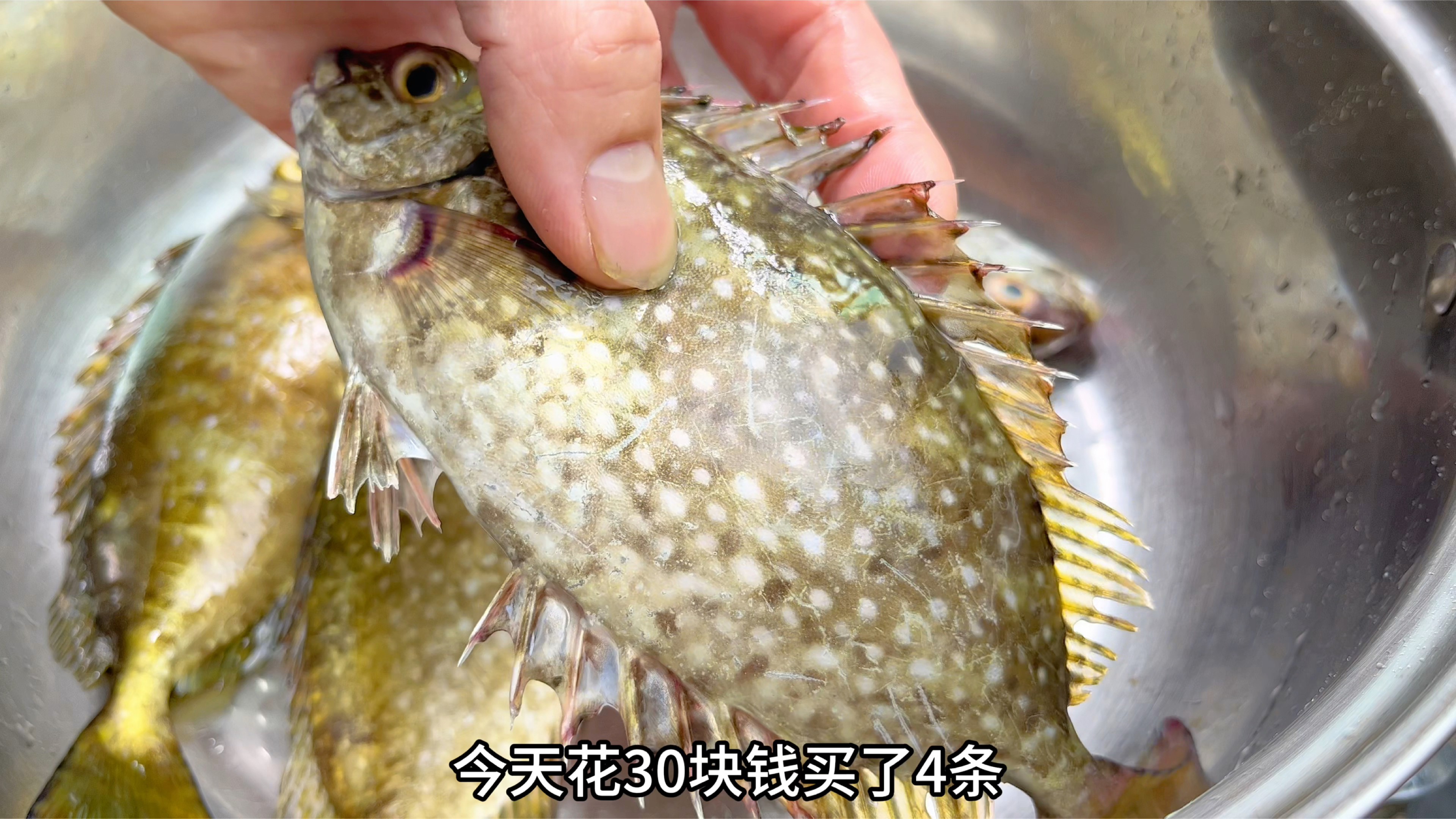 养殖比野生贵的鱼:泥猛鱼,30块买4条,分享一看就会潮汕做法