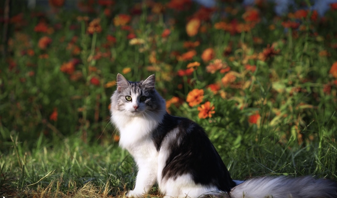 猫咪品种百科 挪威森林猫